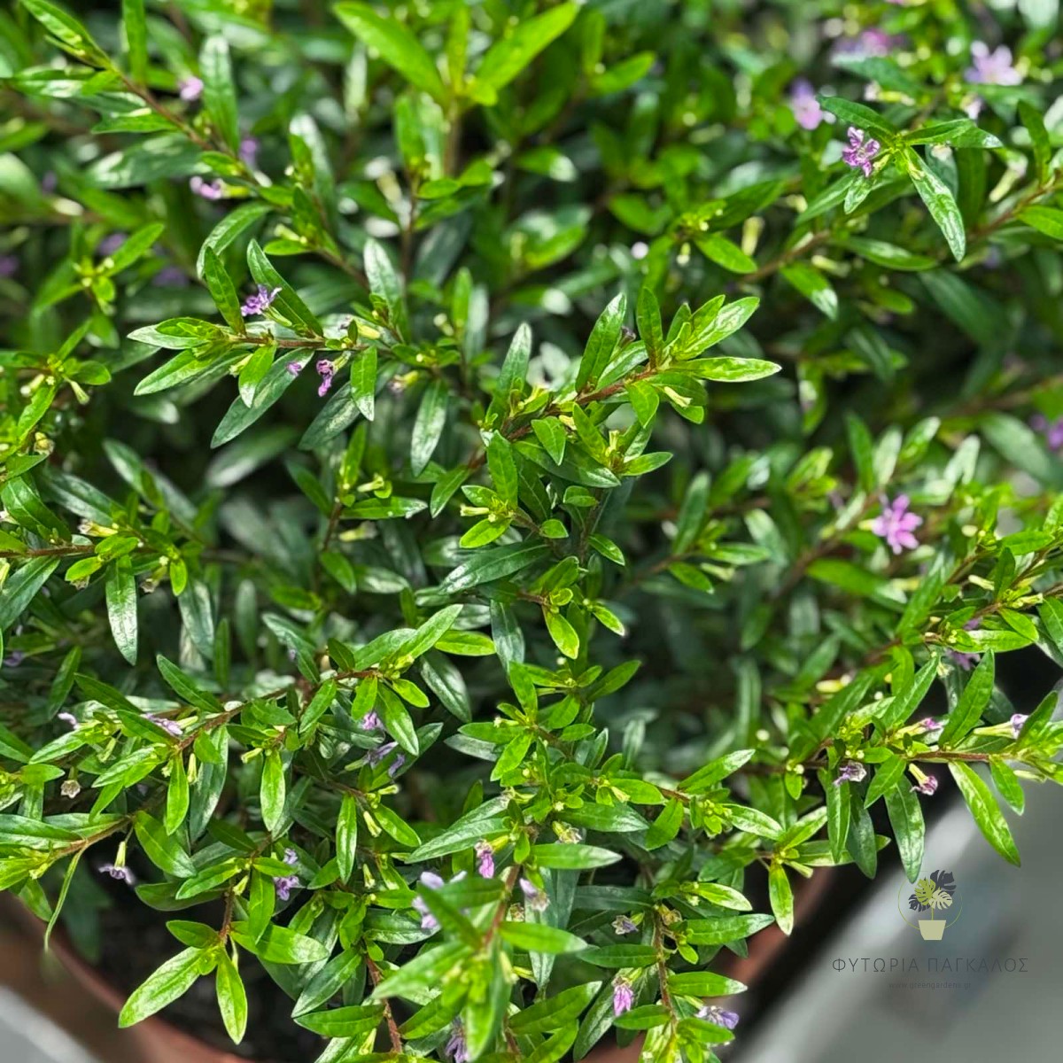 Κουφέα (Cuphea hyssopifolia) | Αειθαλής Ανθοφόρος Θάμνος για Κήπο & Γλάστρα - 3